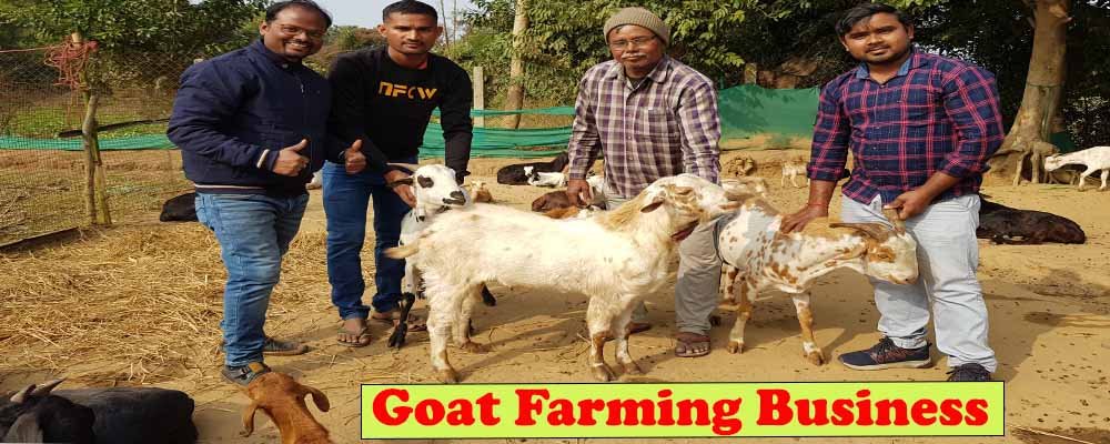 Goat farming business