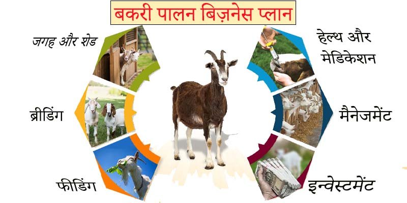 Goat farming business