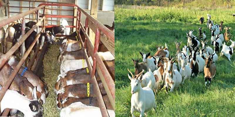 Goat farming business / Goat farming training