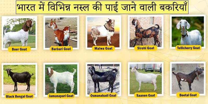 Goat farming business in hindi